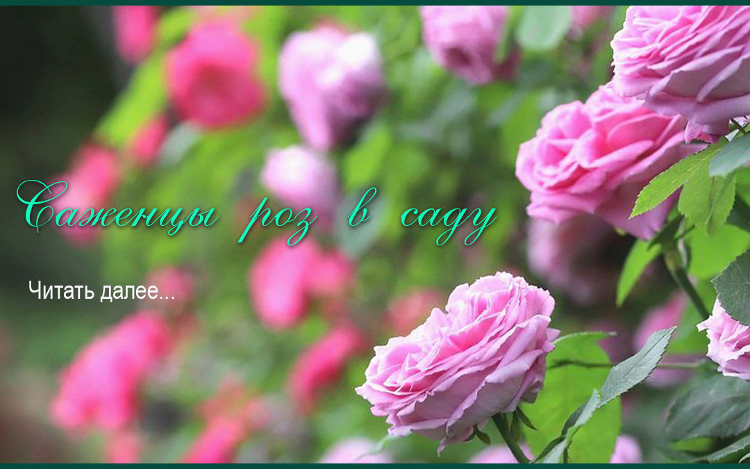 Посадка саженцев роз в саду :рекомендации специалистов