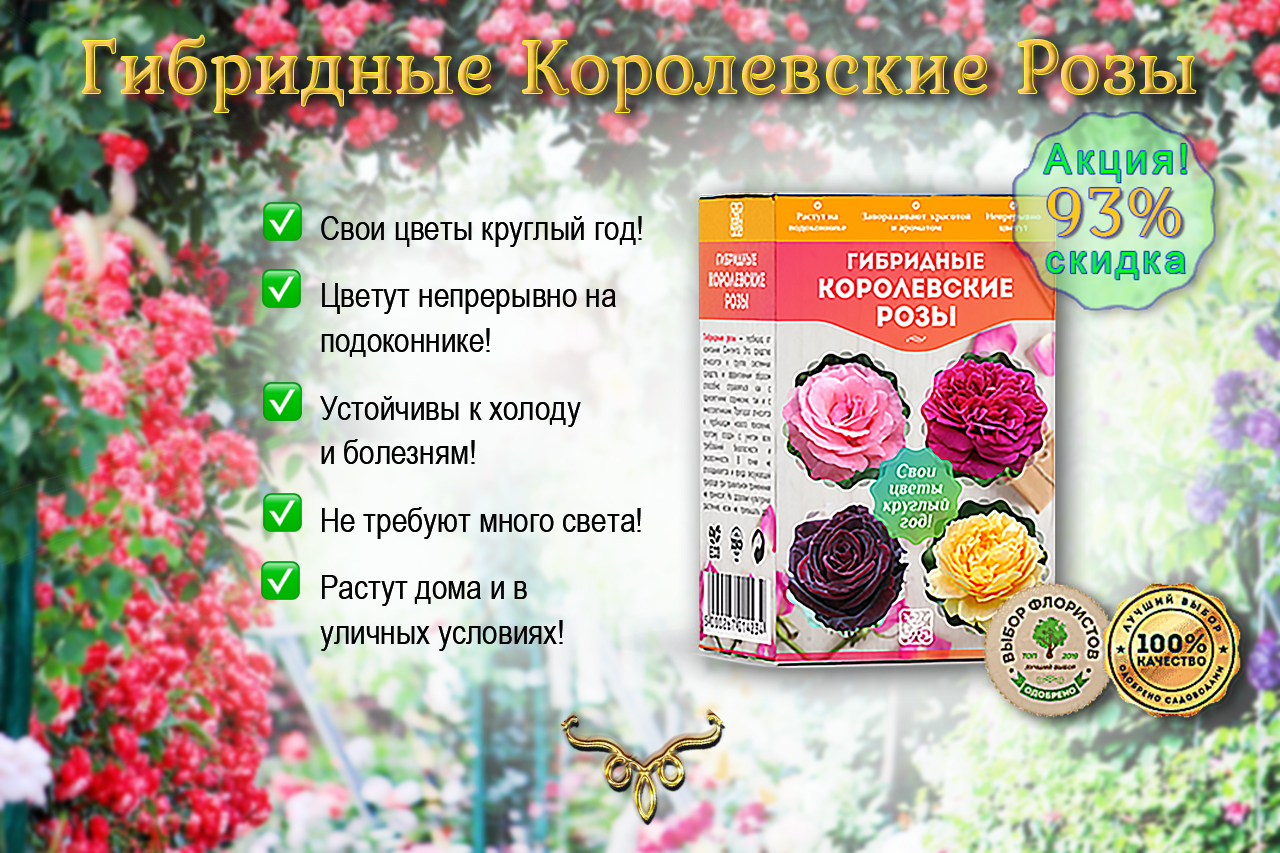 Ищешь, где купить гибридную розу? Лучшие сорта роз для посадки!